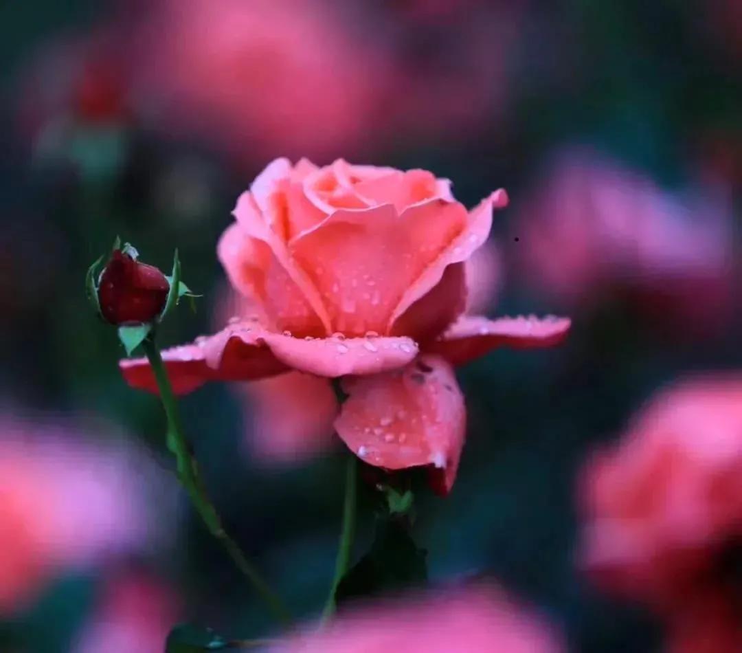 这才是最美的玫瑰花图片,最好看的紫色玫瑰花图片