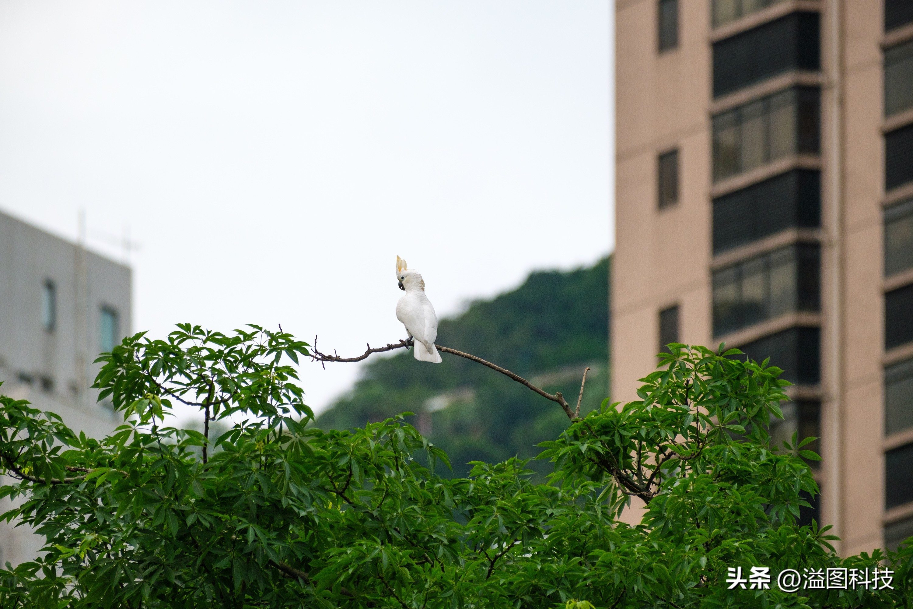 富士x-s20怎么原价购买,富士x-s20单机身价格
