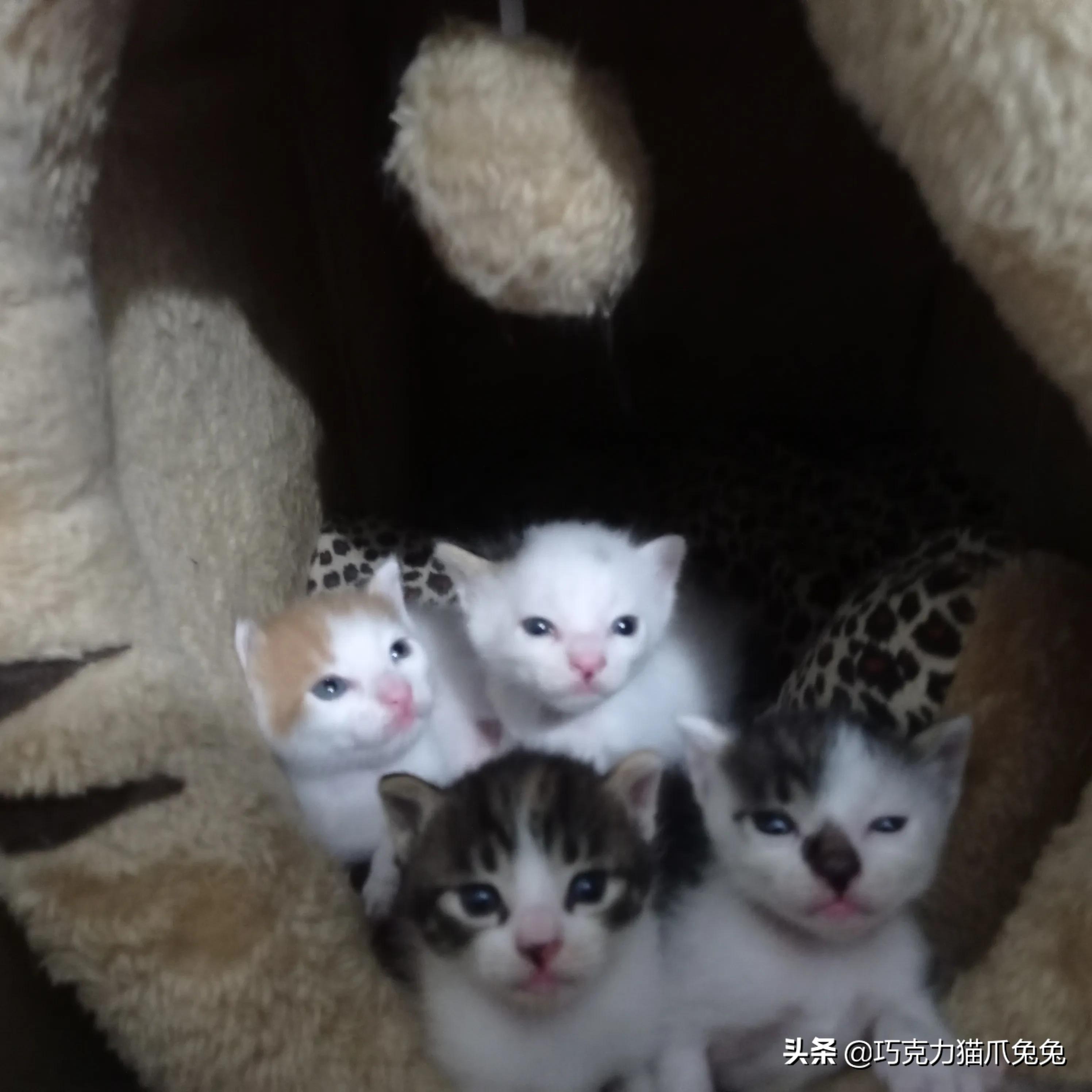 养猫感觉喉咙有毛,养猫感觉屋里味道难闻有危害