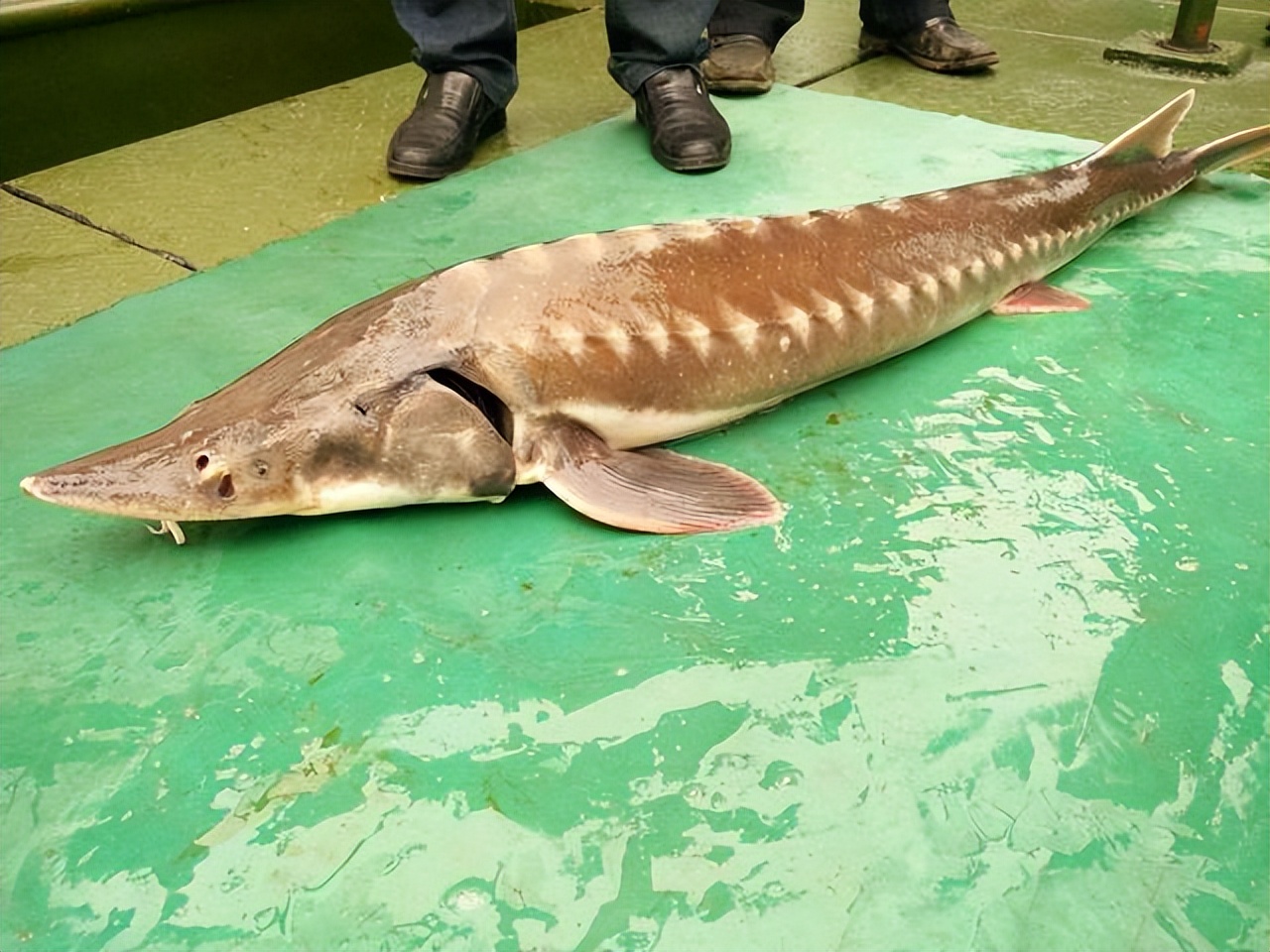 痛心：“中国淡水鱼王”灭绝！中华匙吻鲟，终于还是没迈过这道坎