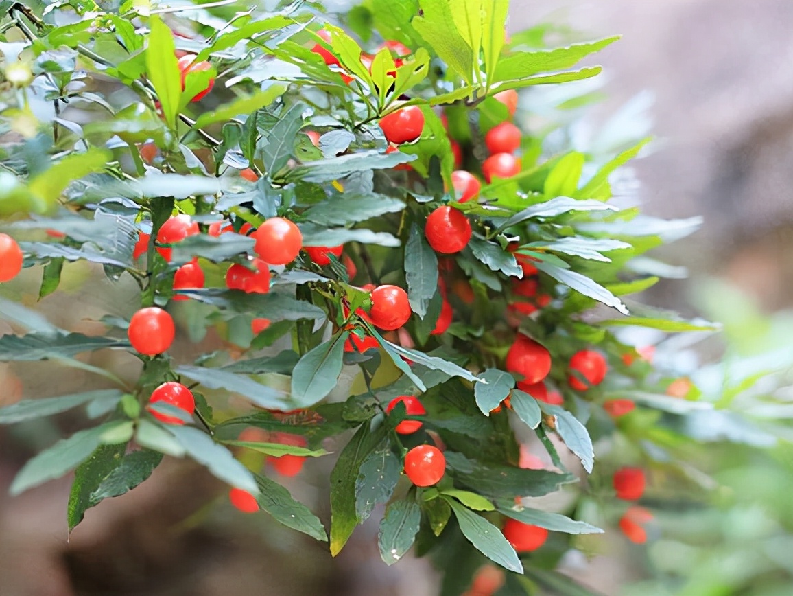 新手养柠檬树,懒人吸水花盆柠檬树