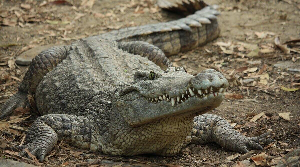 涓轰粈涔堟湁浜涘姩鐗╀笉瀛樺湪鐢熸畺闅旂,涓轰粈涔堟湁浜涘姩鐗╀笉鍏卞悓鍏昏偛鍚庝唬