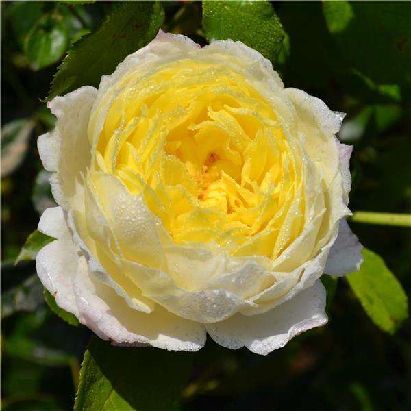 光照不足也能猛开花的藤本月季,抗病好养勤花的藤本月季品种