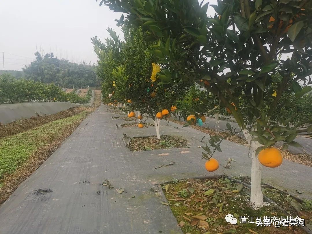 阳光一号柑橘裂果,阳光一号如何防治裂果