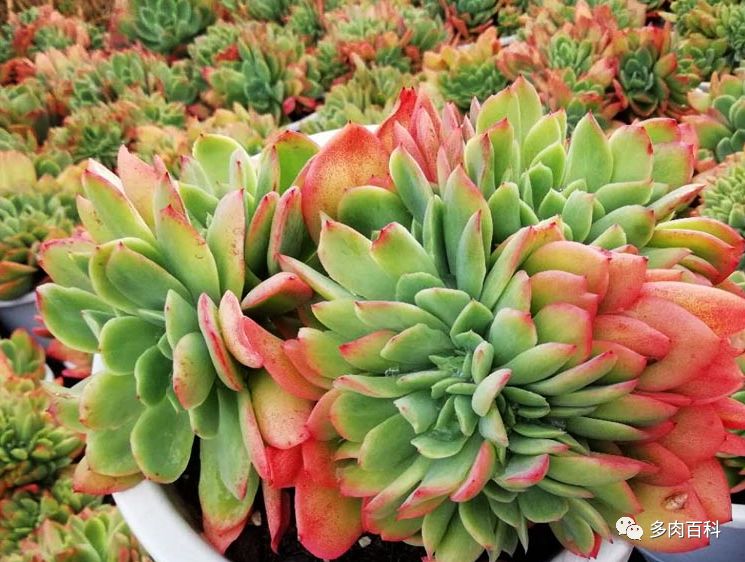 如何养护常见的多肉植物,刚入手的多肉植物怎么养护
