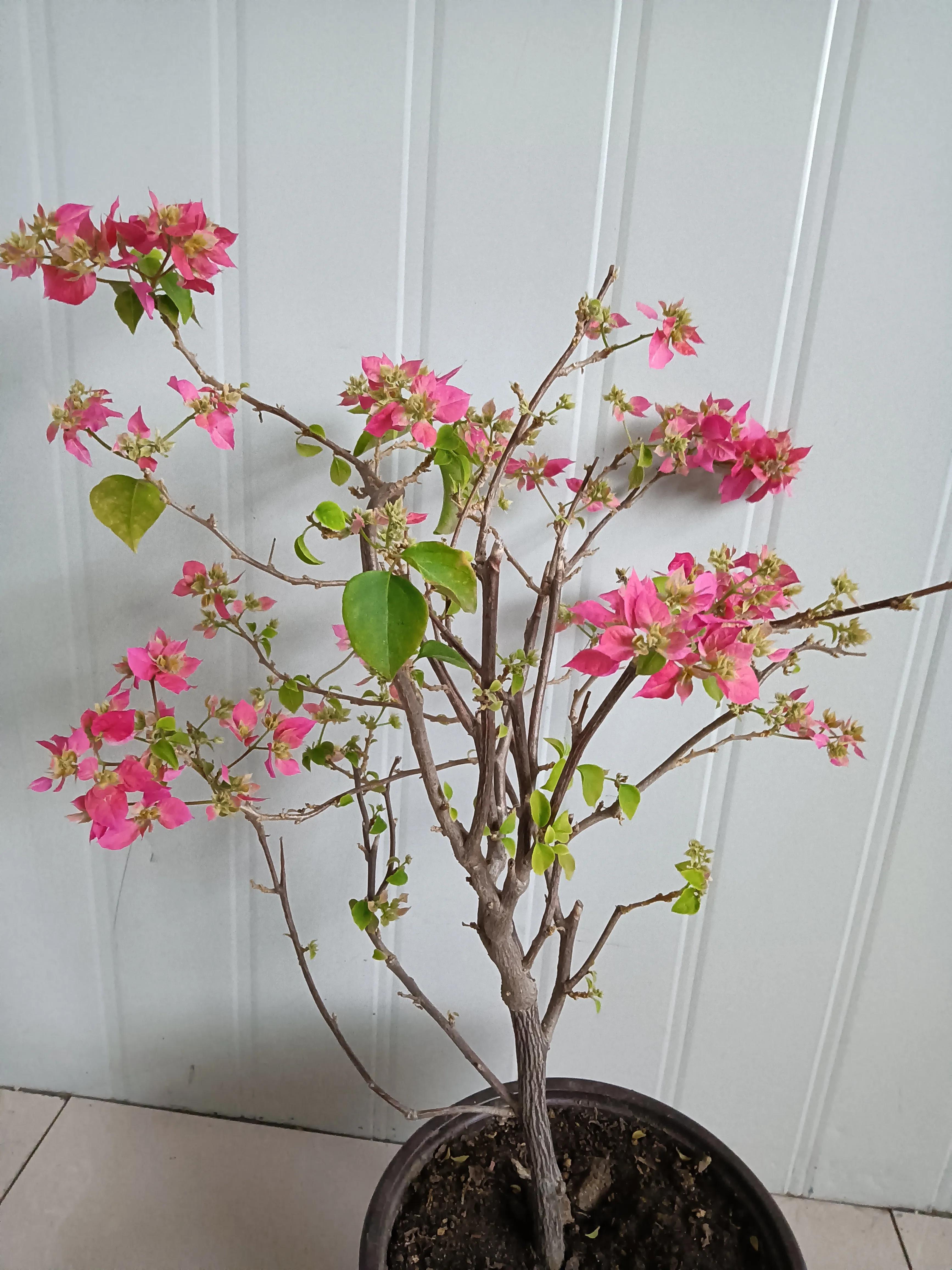 直播间买的花真的好吗,有没有在直播间买花的