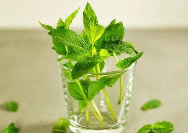 薄荷好处多又多夏日需常备,薄荷你知道有哪些妙用吗