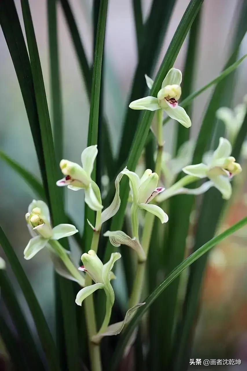 芝兰生于深谷不以无人而不芳出处,100幅历代名家兰花图值得一看再看