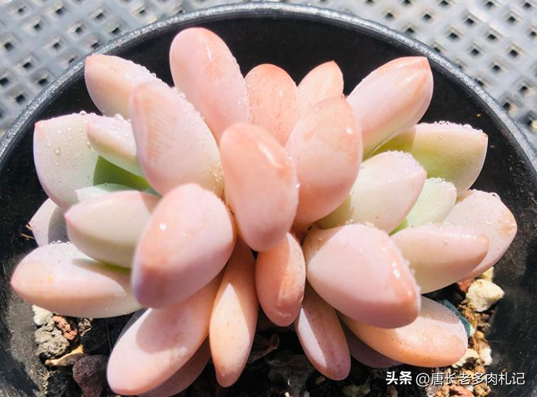 多肉白鹭最佳状态,白露说