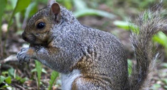 小松鼠喂完奶后打喷嚏,小松鼠一直被呛到打喷嚏怎么办