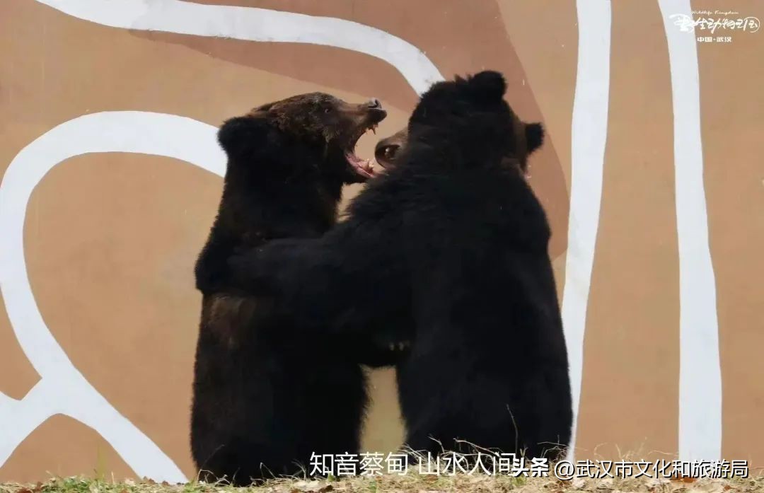 又红又大的草莓欢迎采摘,最近的草莓采摘在哪里