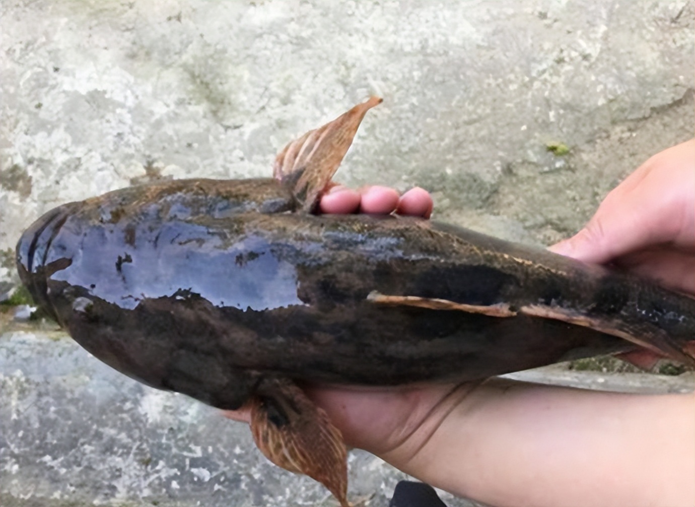 小伙用三年养鱼赚一百万,农村养鱼发家致富