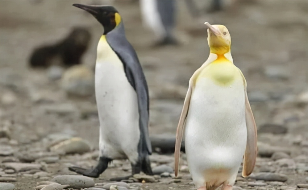 全球十大罕见黑色神兽,最昂贵的十大黑动物