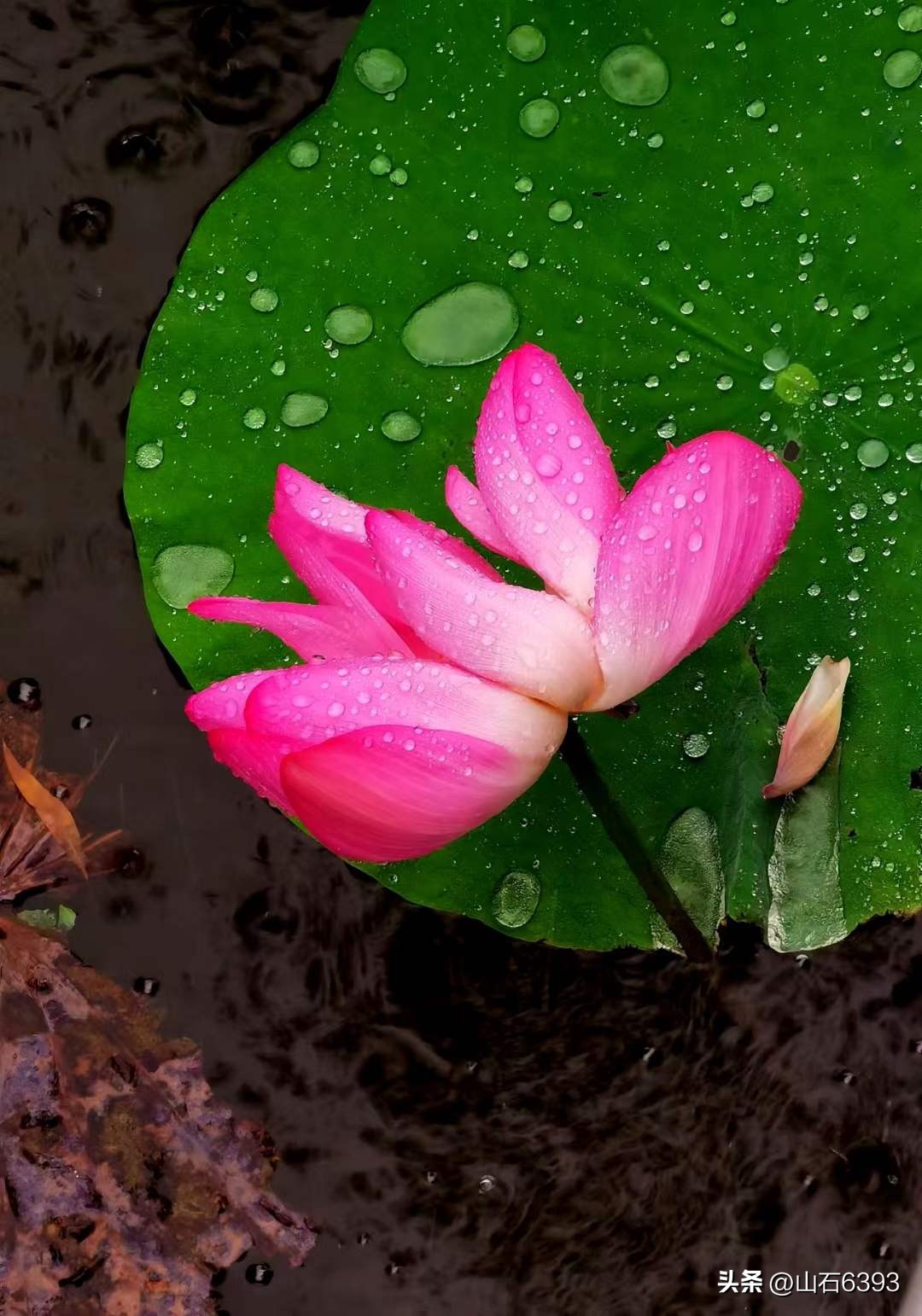 「战友美拍」“荷颂”系列17:陶俊峰的《荷叶之美》