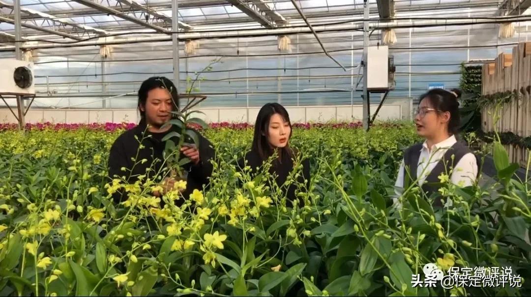 保定大v打卡长城汽车,大v保定探店