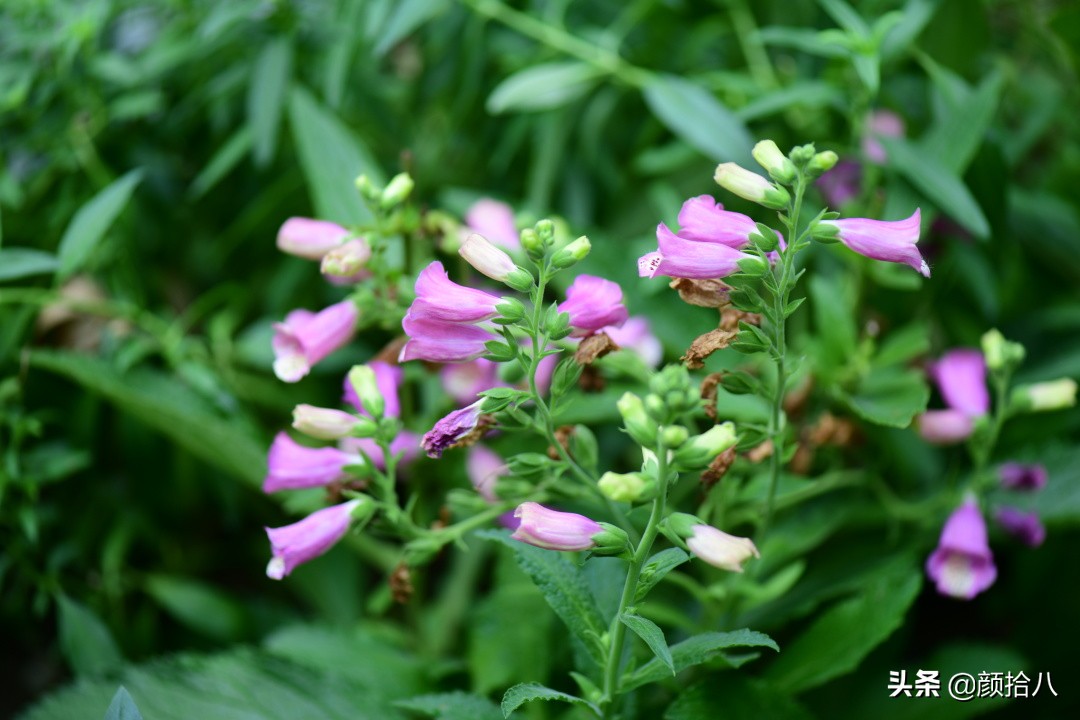 看到你的花园那么惨，我就安心了|园丁