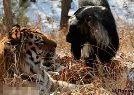 虎羊恋最后的结局,虎羊恋结局