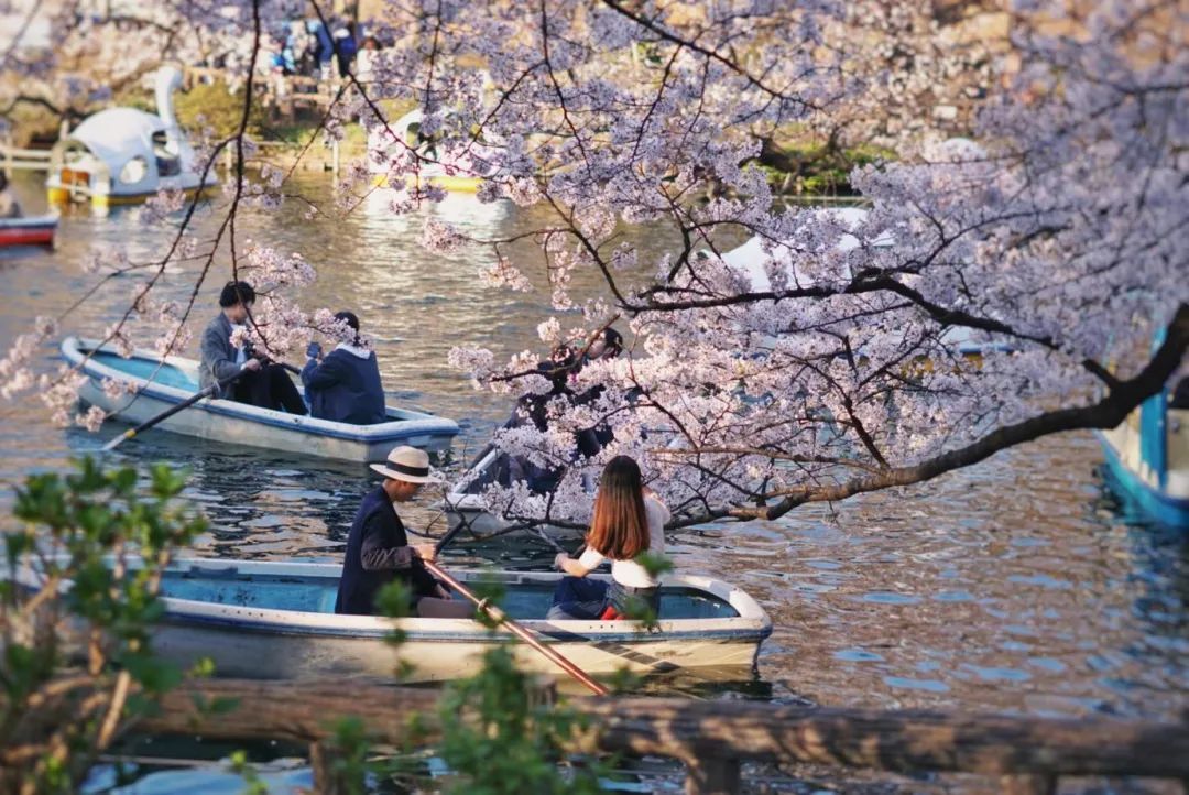 今年日本樱花还能看吗,日本4月底还有樱花看吗