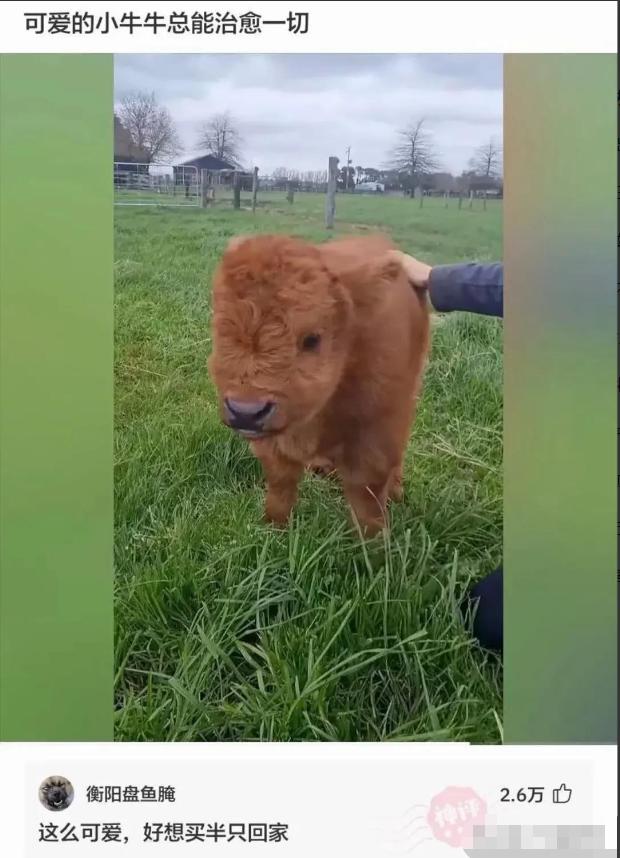 神回复：真假美猴王？哪个才是真的蜜雪冰城？神评亮了啊