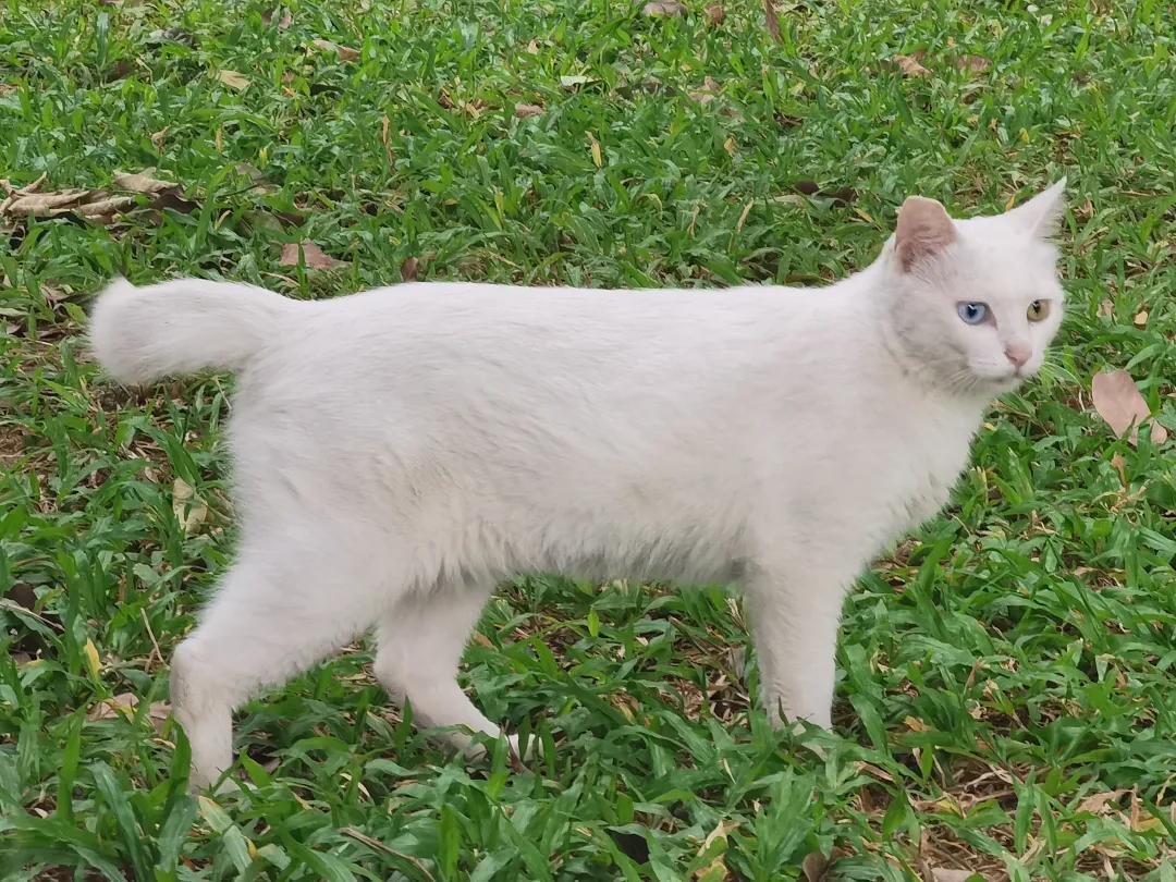 哪种猫招财好养活,哪种猫最招财又好养