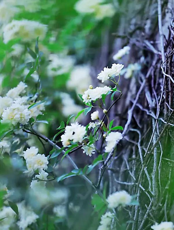 荼蘼花观赏特性,荼蘼花红色重瓣