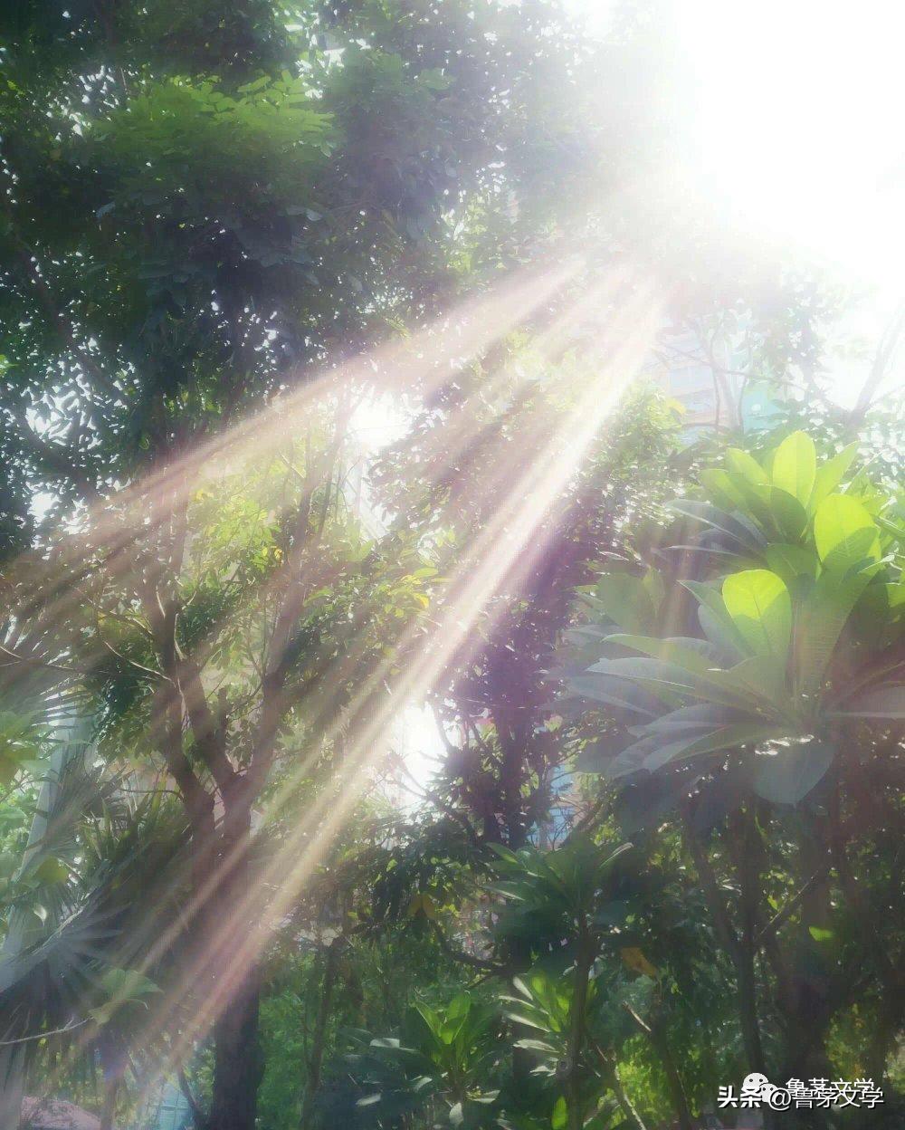 散文作家苏沧桑,冬酿散文