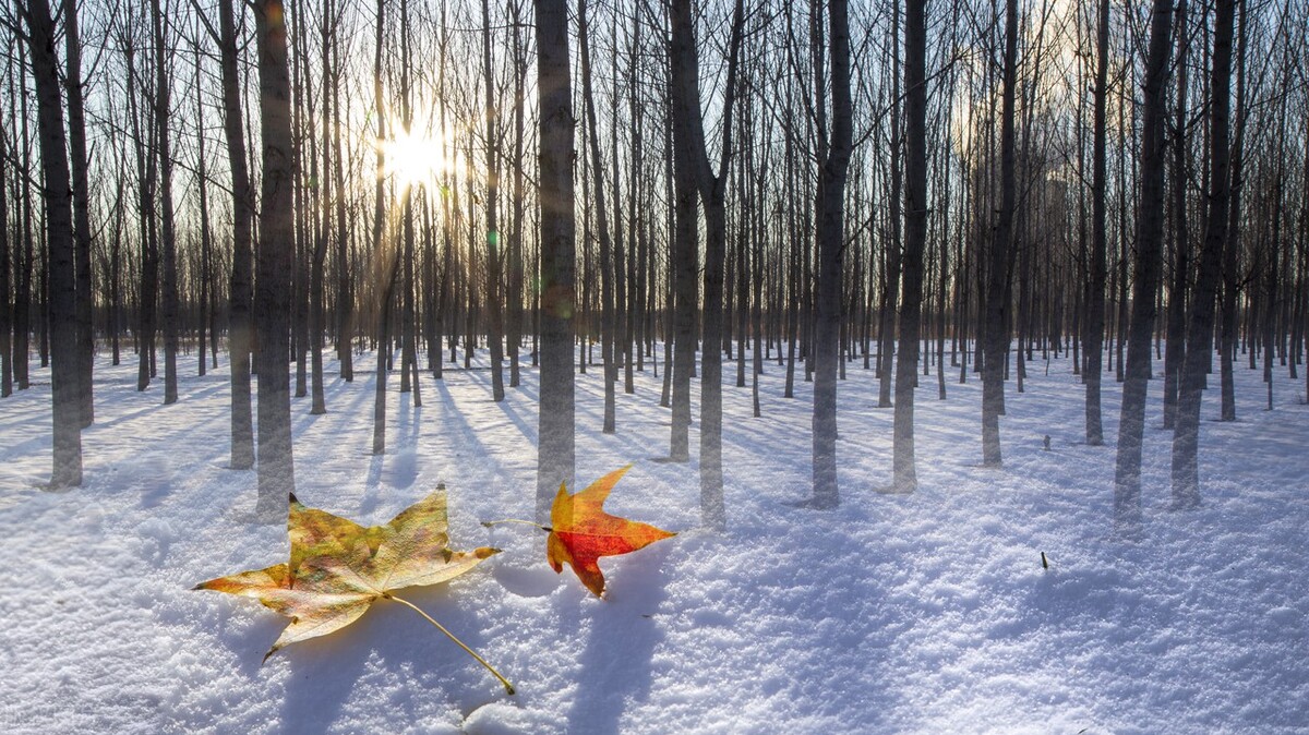 七绝咏雪100首,岁末咏雪的七绝诗