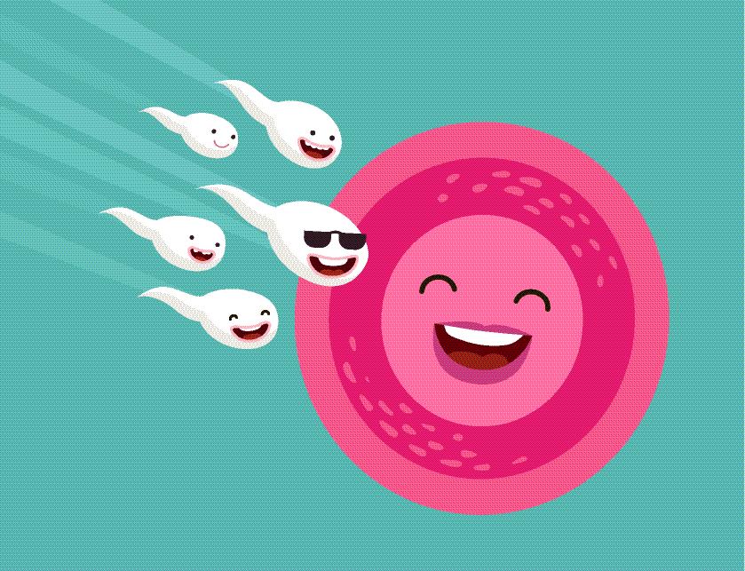 精卵相遇形成受孕卵要多久,精卵结合形成孕囊需要多久