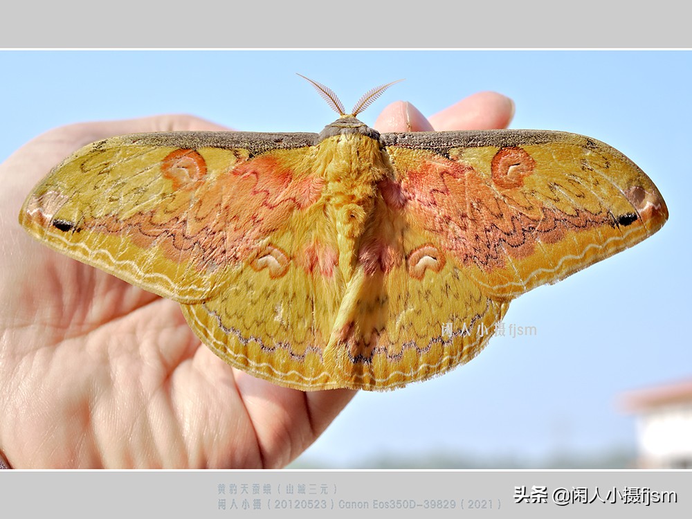 近距离拍摄昆虫小动物,常见昆虫微距摄影活动