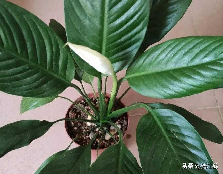 白鹤芋不开花别急着扔,“5步骤”矫正养护,叶子油绿花开不断