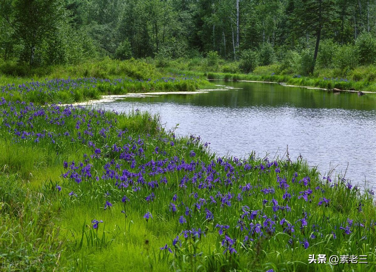 女作家去做保姆15年,女作家去做保姆奇葩的理由