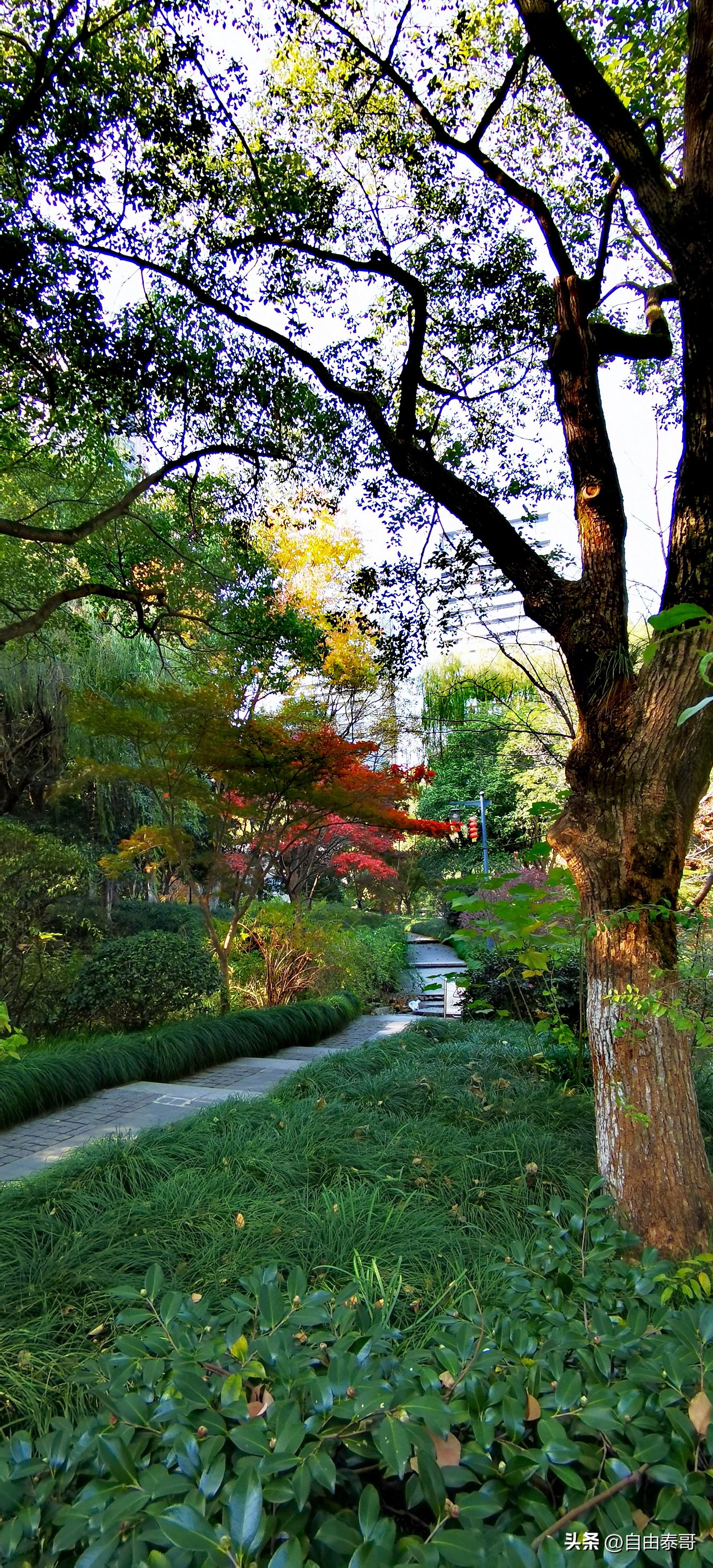 临平最大的亲水公园,临平最好公园排名