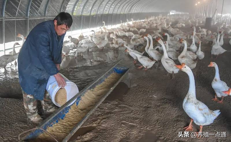 生态养殖新模式循环养殖鹅,养鹅家禽养殖行业现状