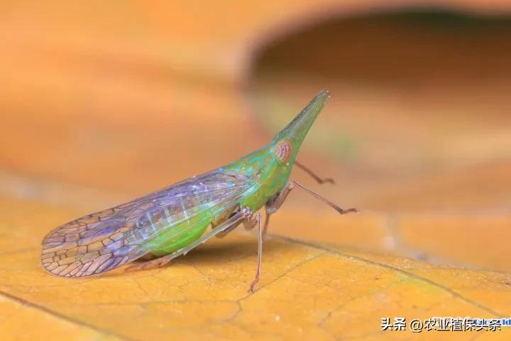 昆虫和害虫种类,昆虫和害虫的分类