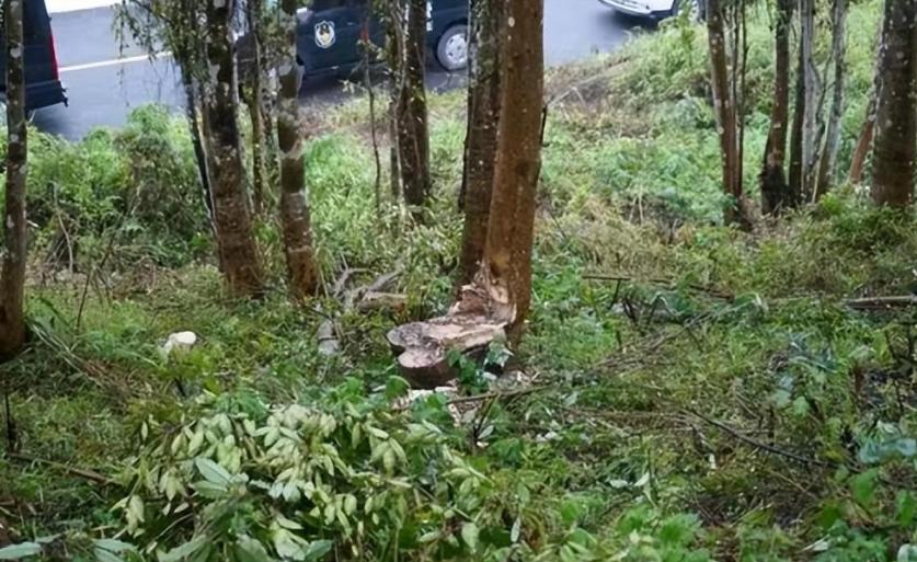 沉香是世界上最有价值的木材,世界上最贵一公斤木材