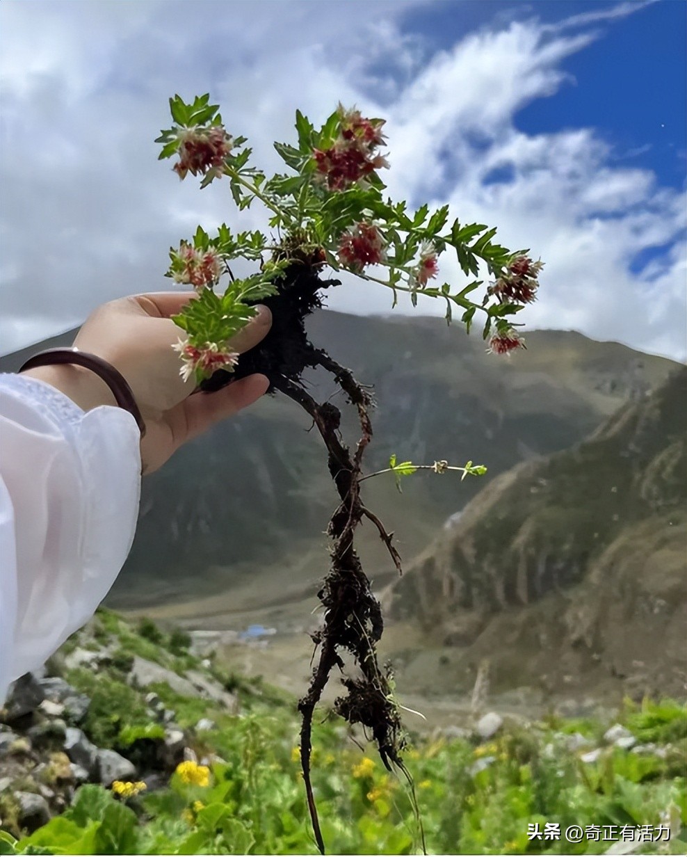 红景天是西藏的好还是新疆的好,红景天西藏产的怎么辨别