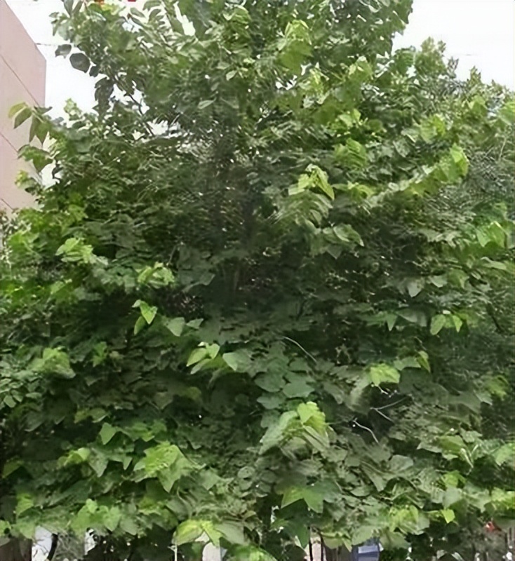 植物识别小口诀，总结的太全了！