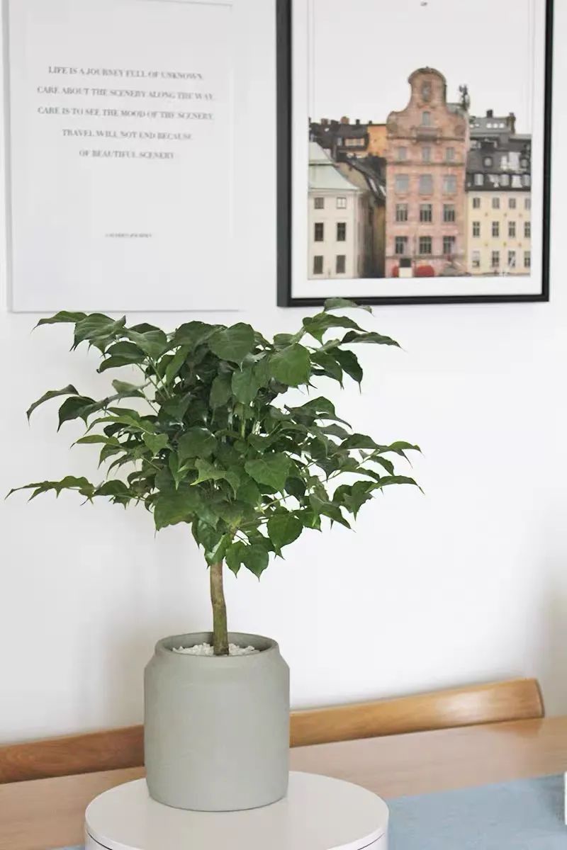 幸福树爱晒太阳吗,幸福树叶子浓绿是什么原因