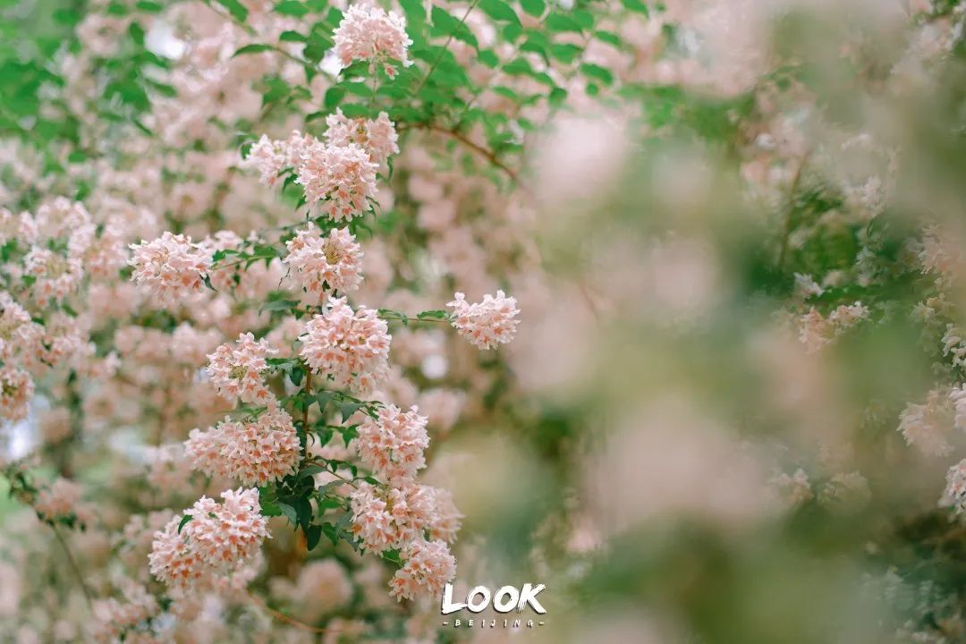 北京居庸关花海栈道,北京四季花海景区