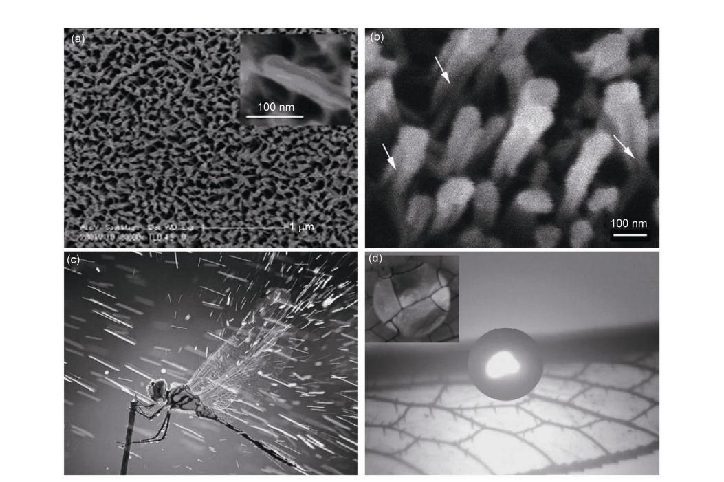 薄翅蜻蜓不足1克重，却能飞行6400公里，打破生命极限值