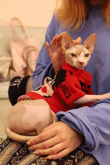 猫界中最通人性的几种猫你养了吗,这几种猫堪称猫界怂猫