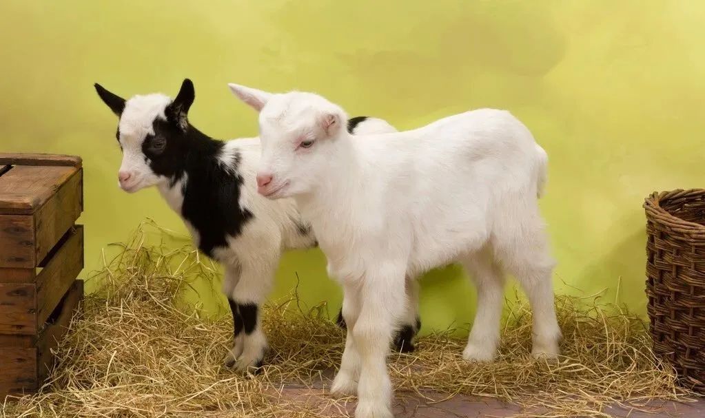 潮湿环境怎么预防霉菌,雨天羊圈舍潮湿怎么处理