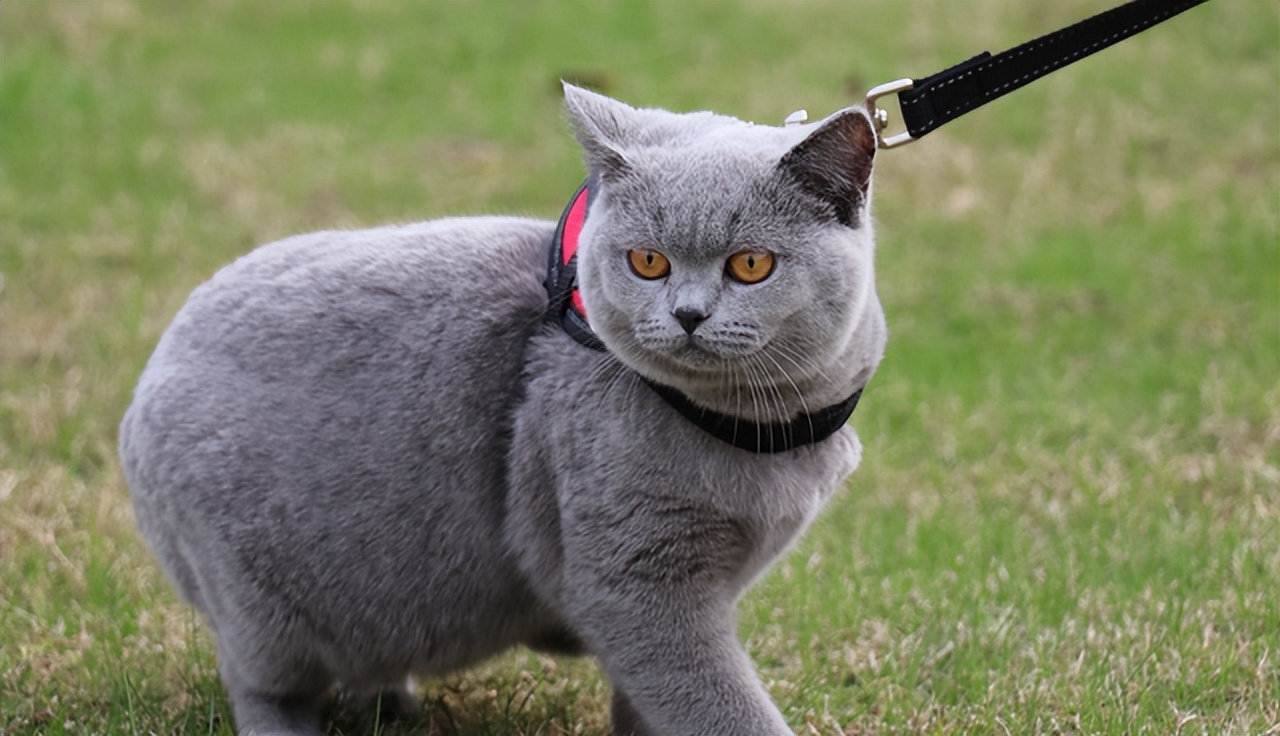 最值得推荐养的几种猫,中华田园猫12个品种图哪个最好养