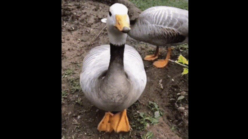 鸭：一鸭战四虎？弹射胜航母？鸭子的真相，也许超乎你的想象