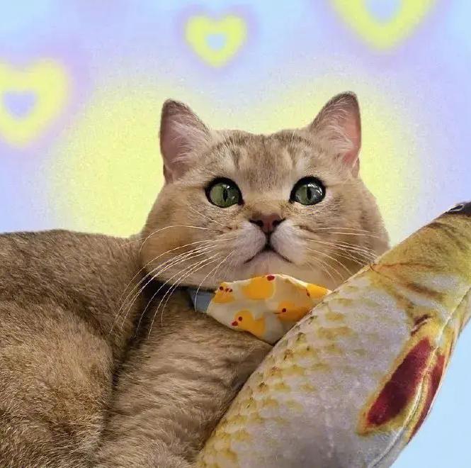 猫咪眼睛上面秃了怎么回事,猫咪眼睛上秃了是猫癣吗