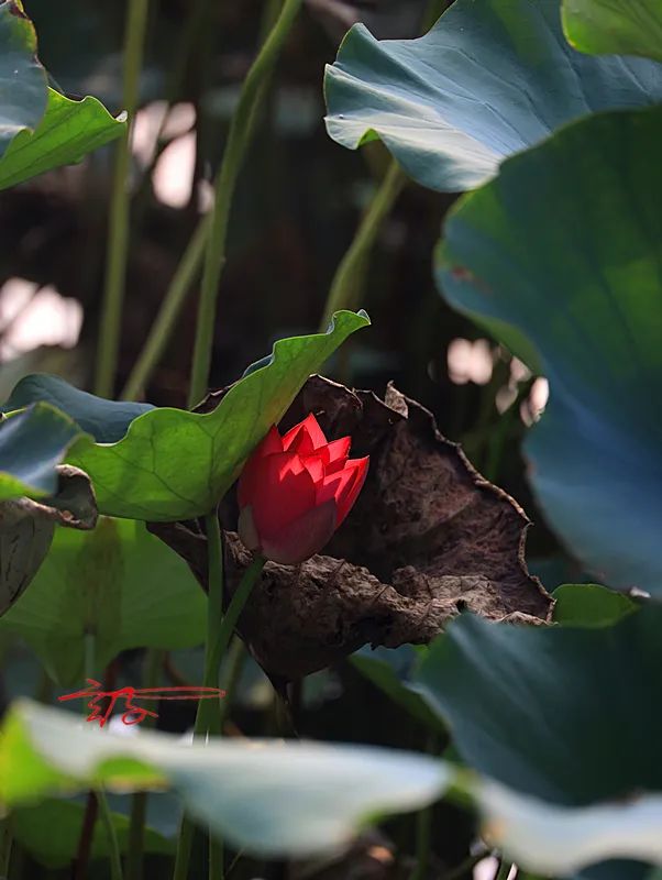 淮阳荷花节什么时间最好看,淮阳看荷花节开幕