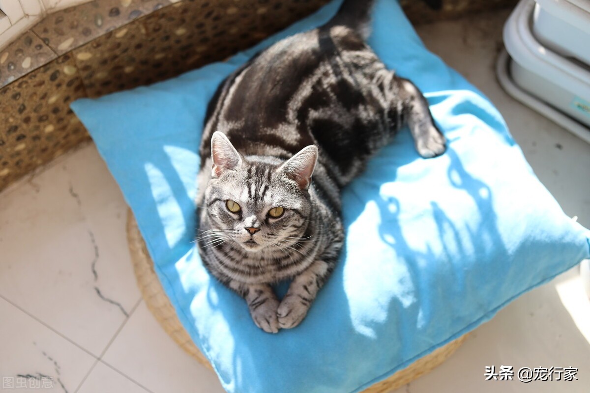 猫条属于零食吗,猫条是有营养还是没营养