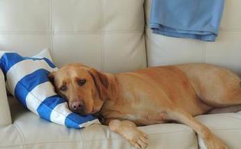 狗狗晚上老是叫怎么训练,狗狗黑眼圈是什么原因