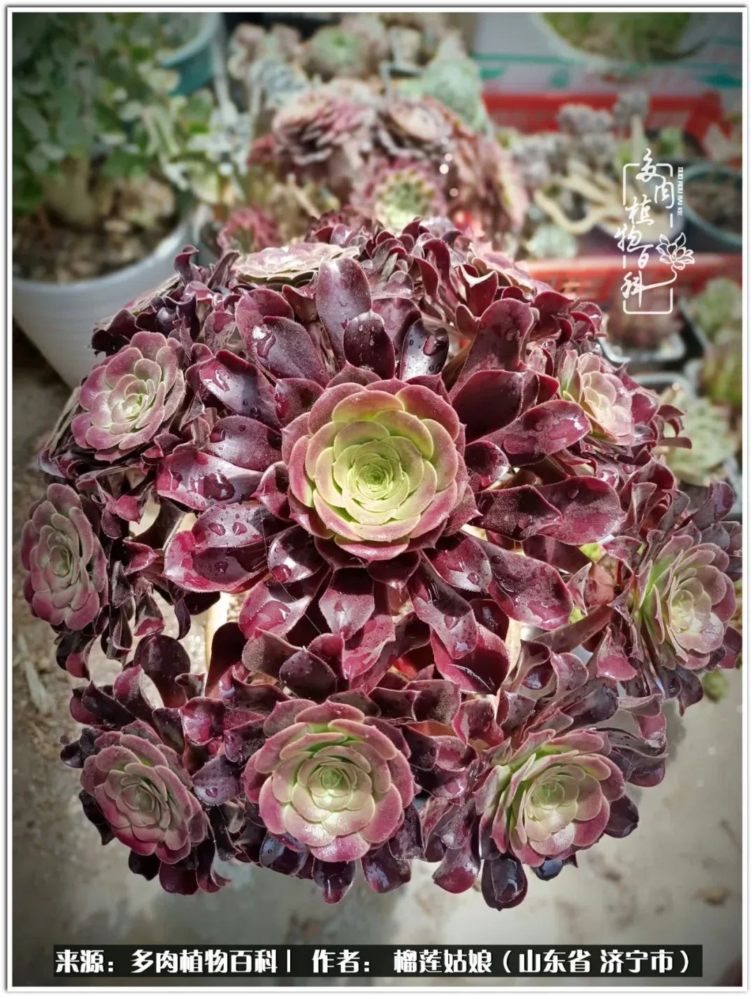 繁花似锦觅安宁淡如流水度一生,繁花似锦觅安宁淡云流水度人生