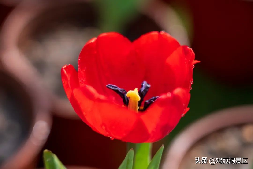 郁金香玫瑰花语是什么,金色郁金香花语和寓意